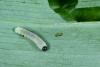 Phymatocera aterrima